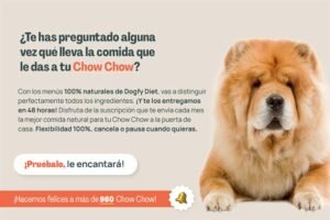 Chow Chow Raza Características y Comportamiento Perros Y Razas