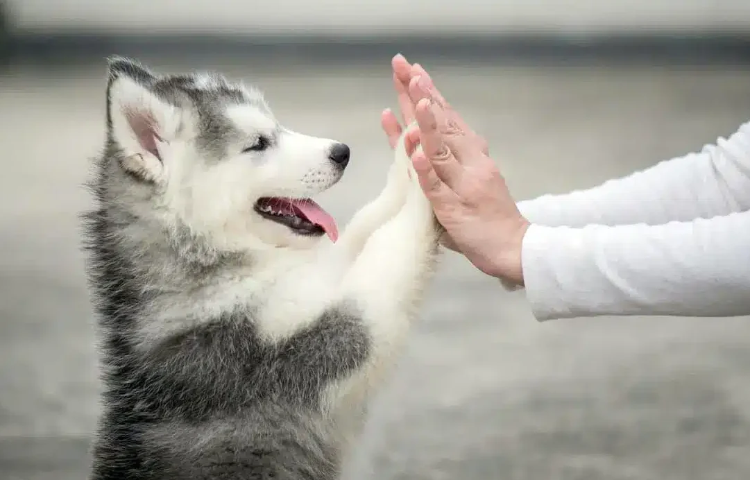 ¿A qué edad los cachorros son más difíciles de manejar y cómo superarlo?