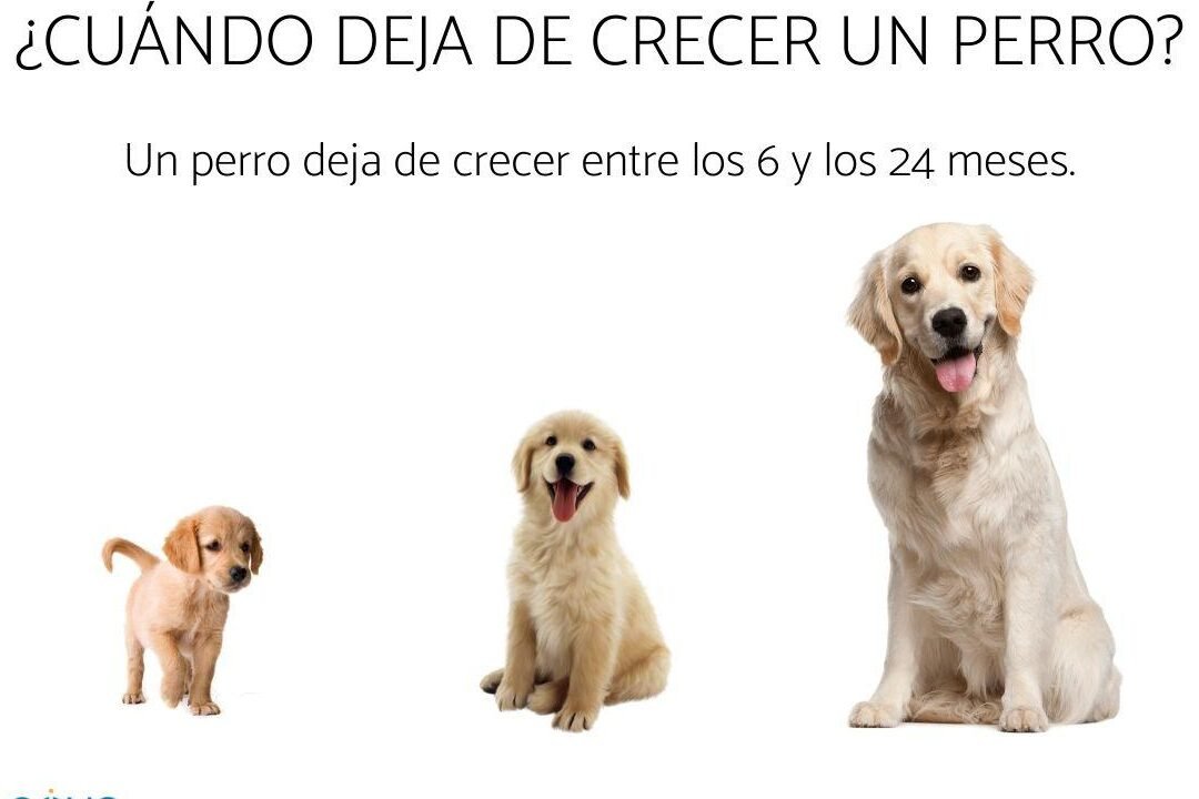 ¿A Qué Edad Un Labrador Deja De Ser Cachorro?