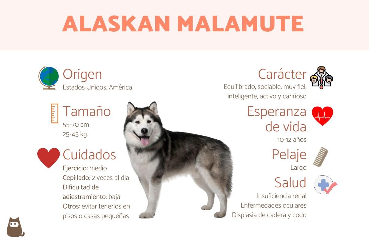 Alaskan Malamute o Malamute de Alaska: Raza, Características y Comportamiento
