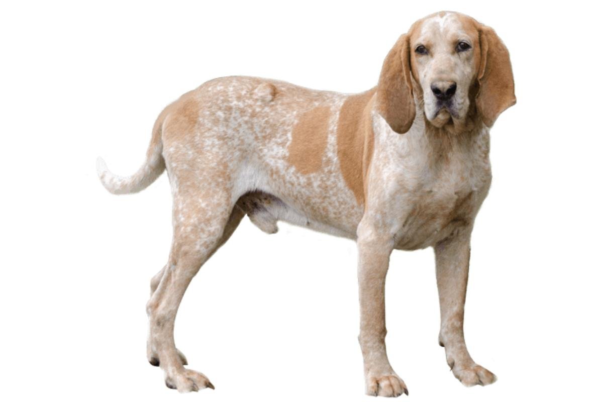 American English Coonhound: Raza, Características y Comportamiento