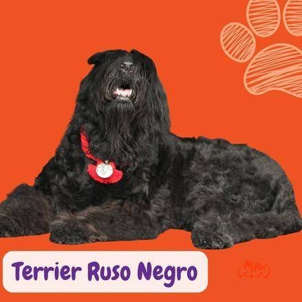 Black Russian Terrier: Raza, Características y Comportamiento