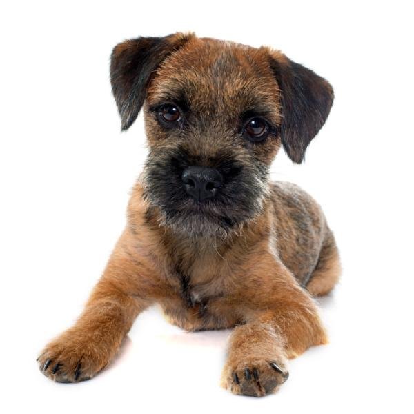 Border Terrier: Raza, características y comportamiento