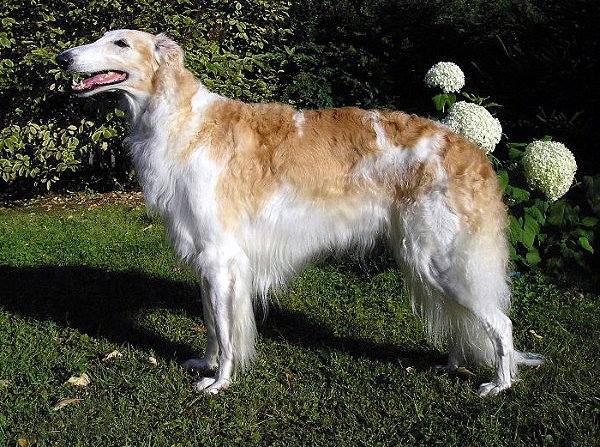 Borzoi: La raza de perro rusa conocida por su elegancia y velocidad