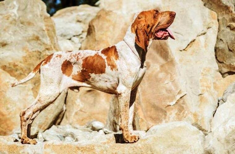 Bracco Italiano: La raza de perro con gran elegancia y habilidad de caza