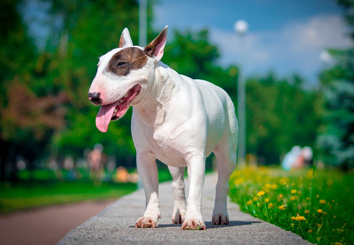 Bull Terrier Inglés: Raza, Características y Comportamiento