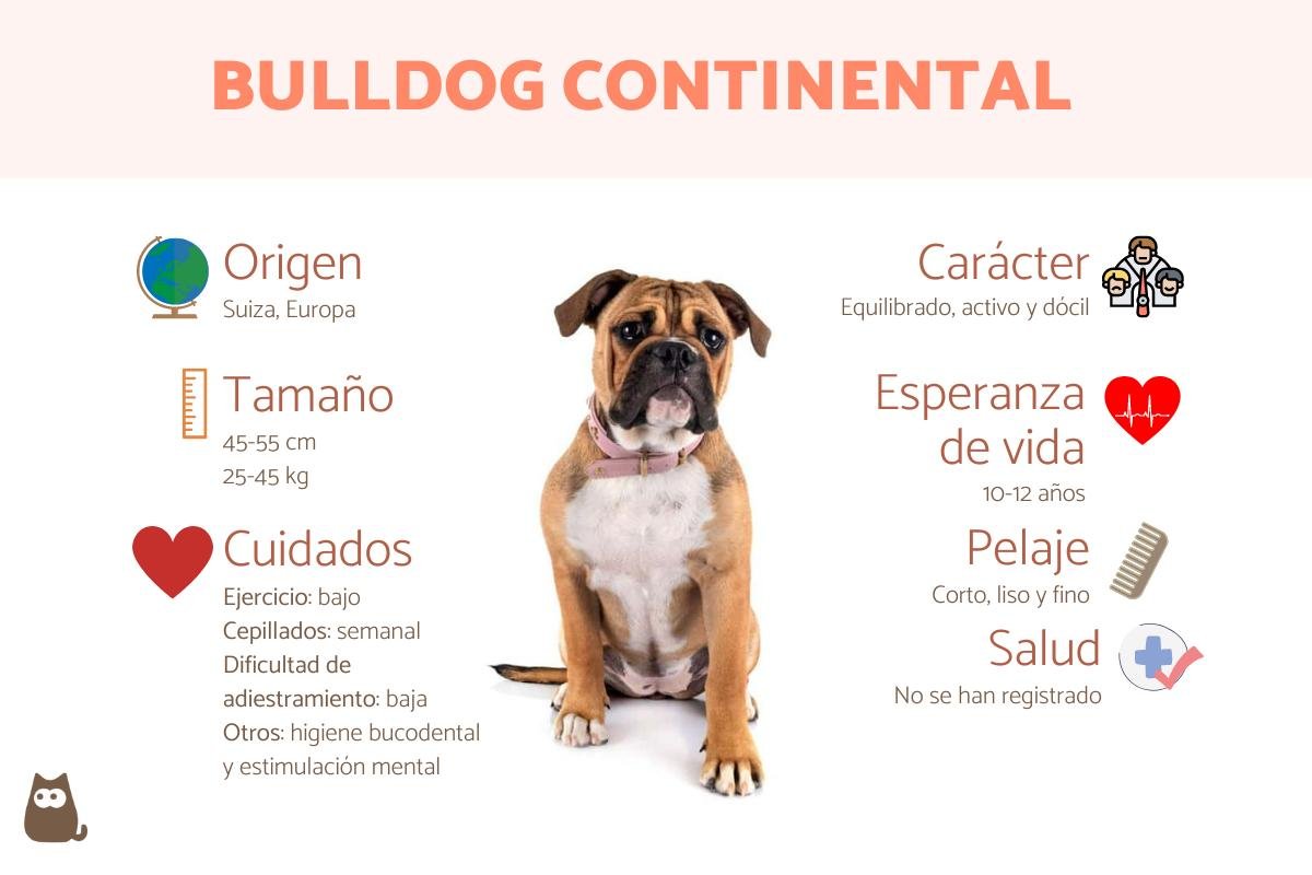Bulldog Continental: Raza, Características y Comportamiento