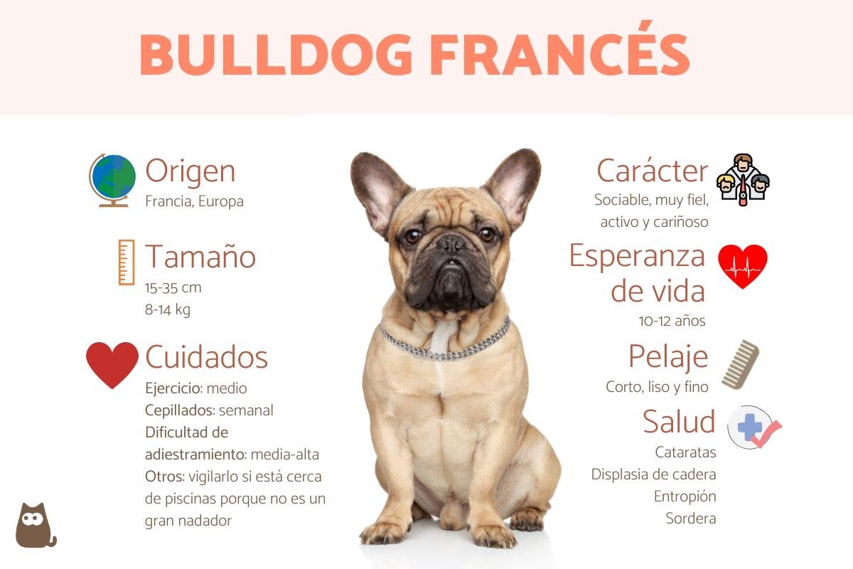 Bulldog Francés: raza, características y comportamiento