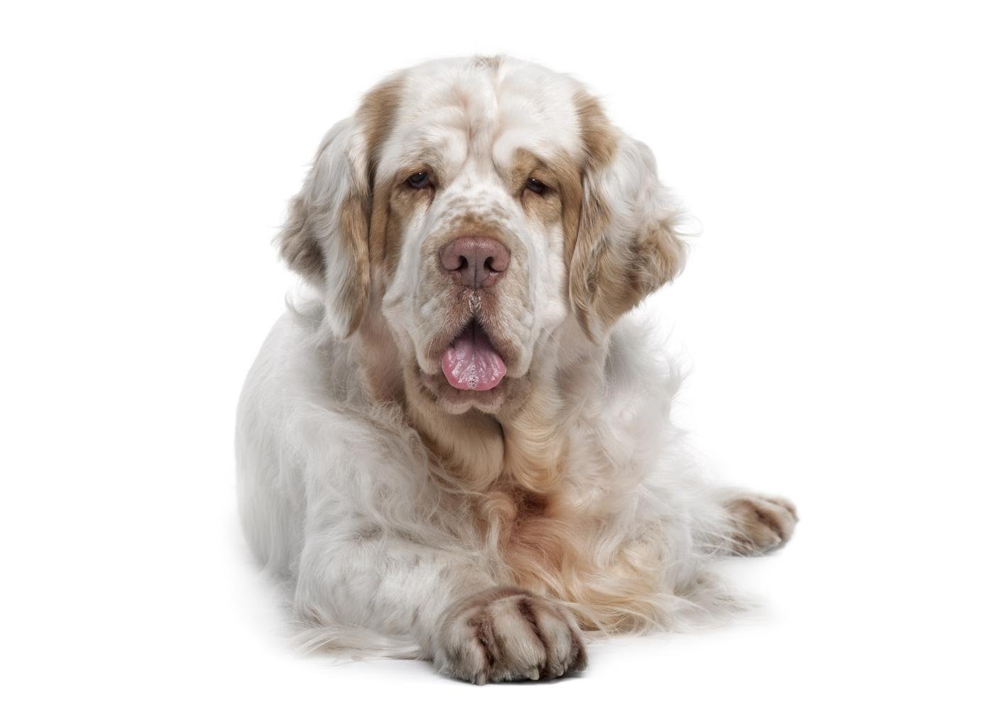 Clumber Spaniel: Raza, Características y Comportamiento