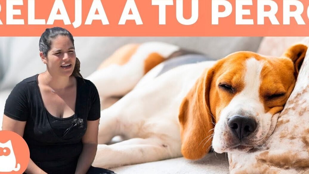 Cómo Calmar a un Beagle: Consejos y Trucos Para Mantenerlo Tranquilo