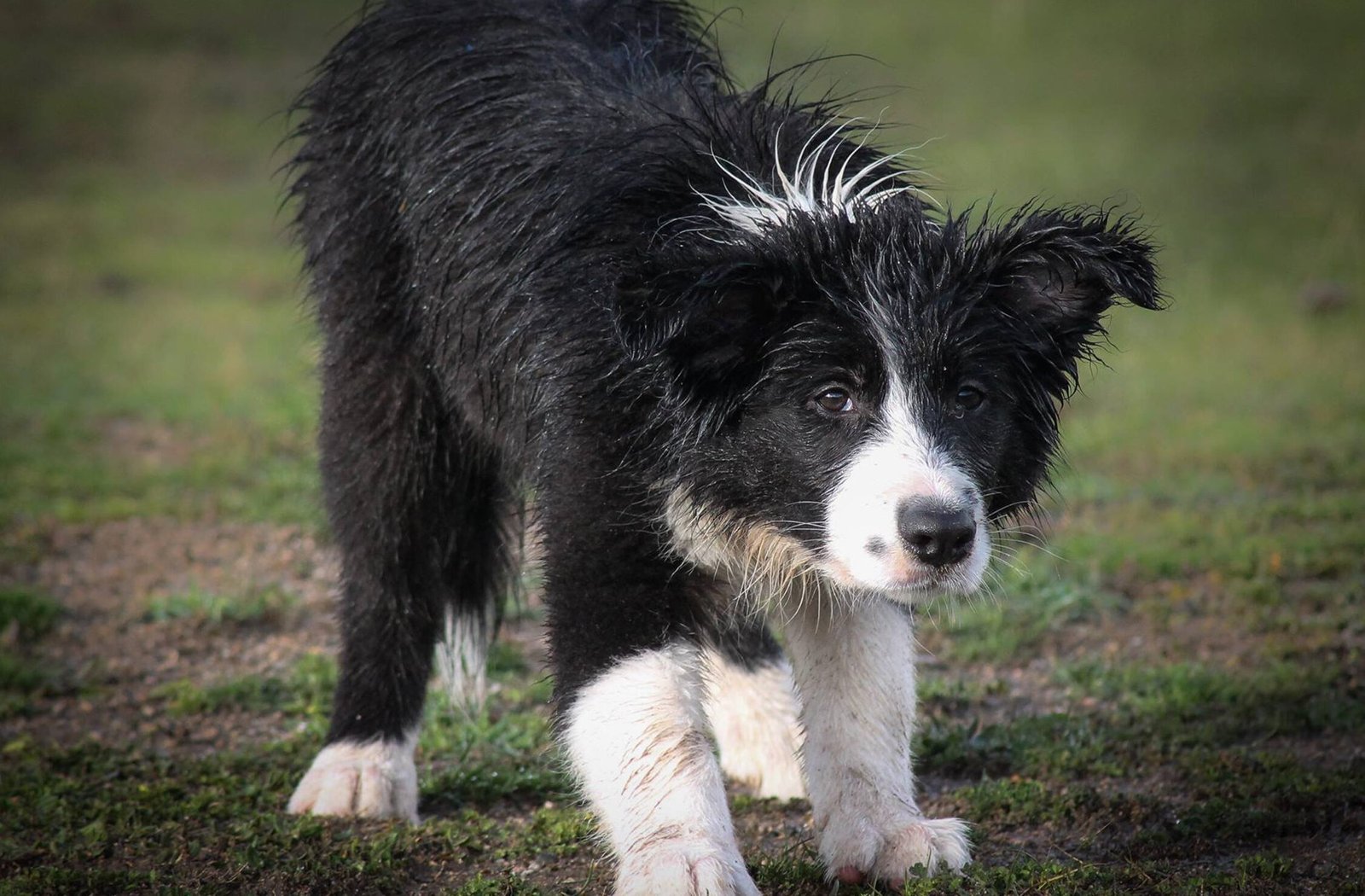 ¿Cómo Cansar Mentalmente A Un Border Collie?