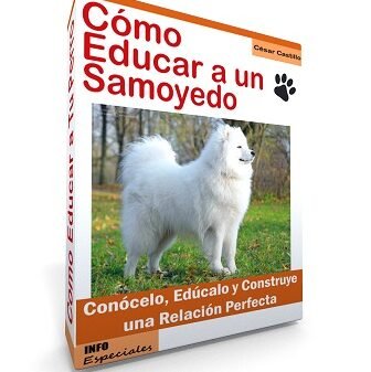 ¿Cómo Controlar Los Ladridos Del Samoyedo?