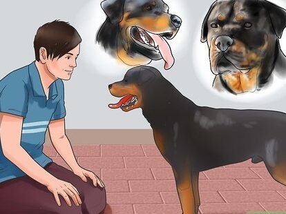 ¿Cómo Entrenar A Tu Rottweiler Para Que No Sea Agresivo?