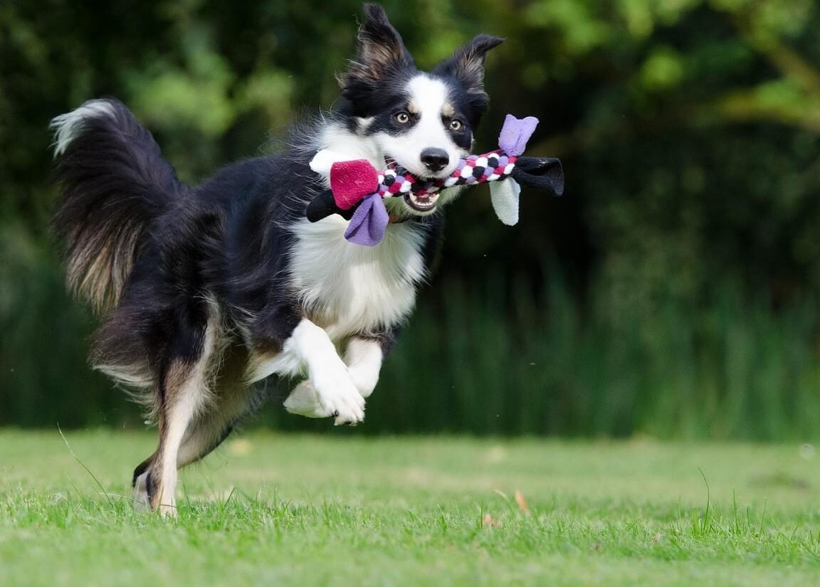 ¿Cómo Entrenar A Un Border Collie Para Que Esté Tranquilo?