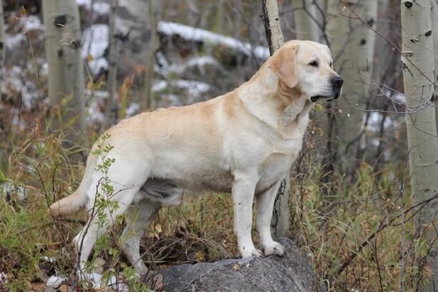 ¿Cómo Es La Actitud De Un Perro Labrador?