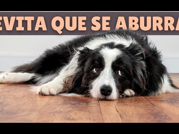 ¿Cómo Mantener Ocupado A Un Border Collie En Casa?