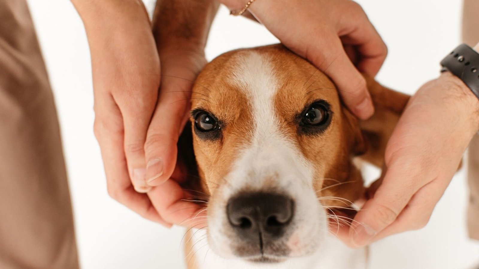 ¿Cómo reaccionan los beagles al contacto físico? Descubre si les gusta que los toquen