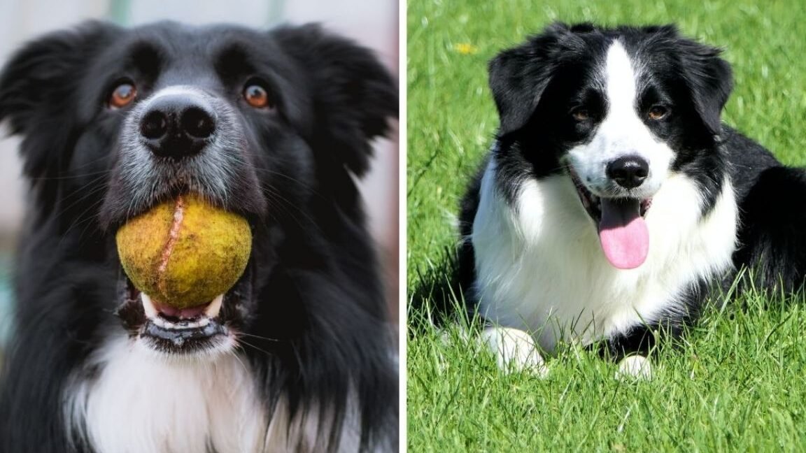 ¿Cómo Saber Si Mi Border Collie Me Quiere?