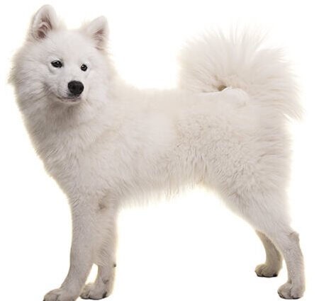 ¿Cómo Saber Si Mi Perro Es De Raza Samoyedo?