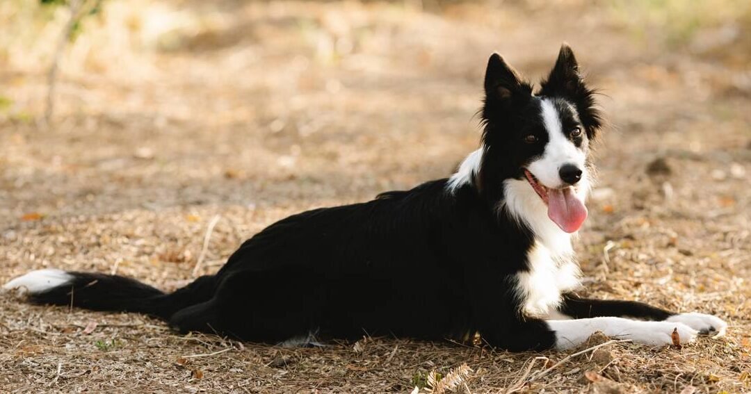 ¿Cómo Se Comporta La Raza De Los Border Collie En El Hogar?