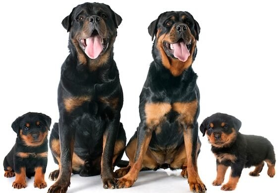 ¿Cómo Son Los Rottweiler Con La Familia?