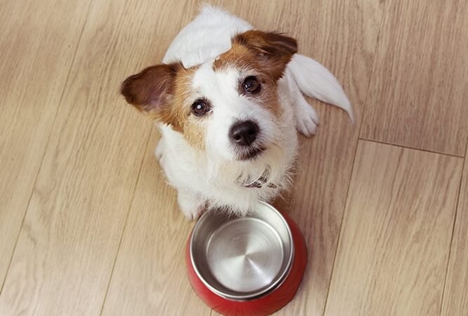 ¿Con Qué Frecuencia Alimentas A Un Cachorro De Poochon?