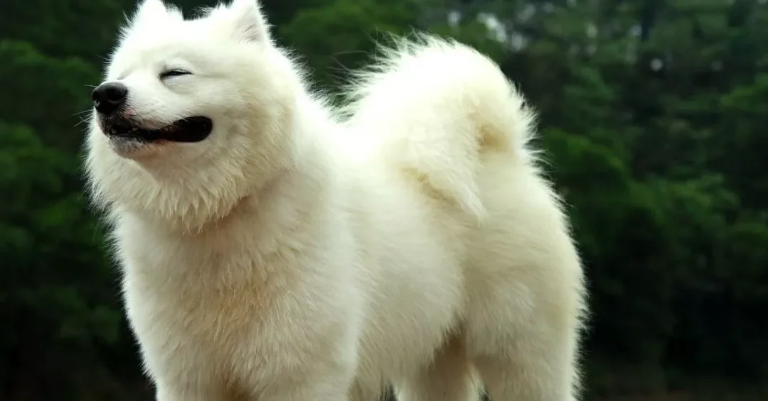 ¿Con Qué Frecuencia Debo Bañar Al Samoyedo?