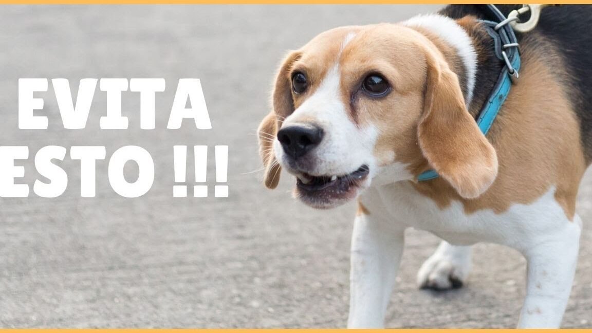 Consejos efectivos para evitar que tu Beagle ladre en exceso