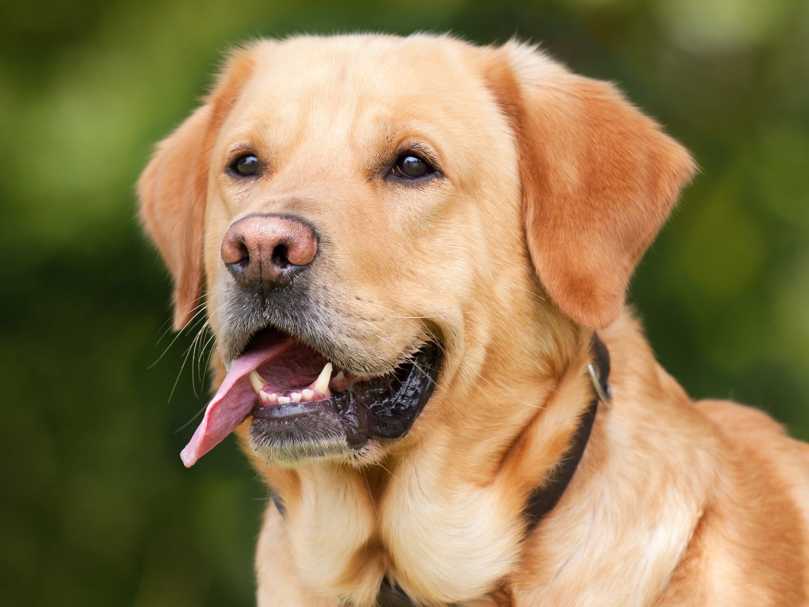 ¿Cuál Es La Función De Un Labrador?