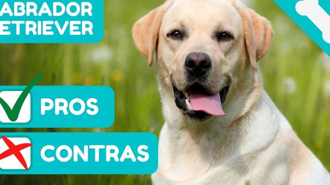 ¿Cuáles Son Los Pros Y Los Contras De Un Labrador?