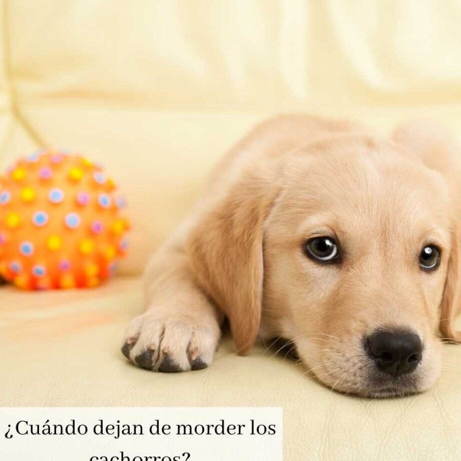 ¿Cuándo Deja De Morder Un Cachorro Labrador?