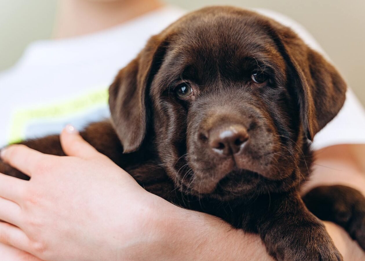 ¿Cuántas Horas Duerme Un Perro Labrador?