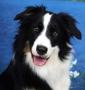 ¿Cuántas Palabras Puede Entender Un Border Collie?