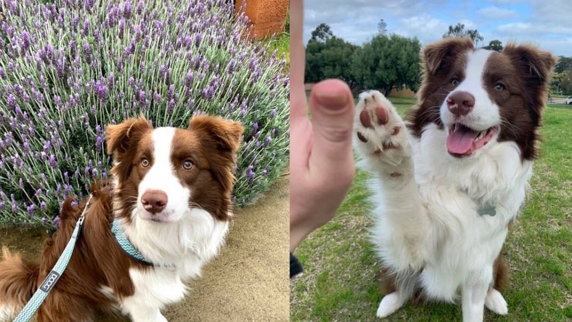 ¿Cuántas Veces Hay Que Sacar A Un Border Collie?