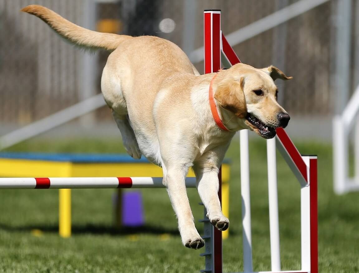 ¿Cuánto Caminar Necesita Un Labrador?