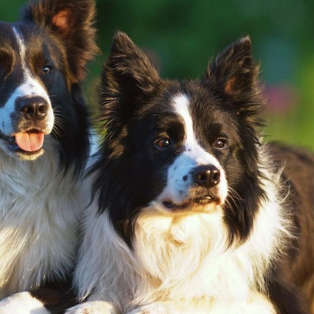 ¿Cuánto Suelen Durar Los Border Collies?