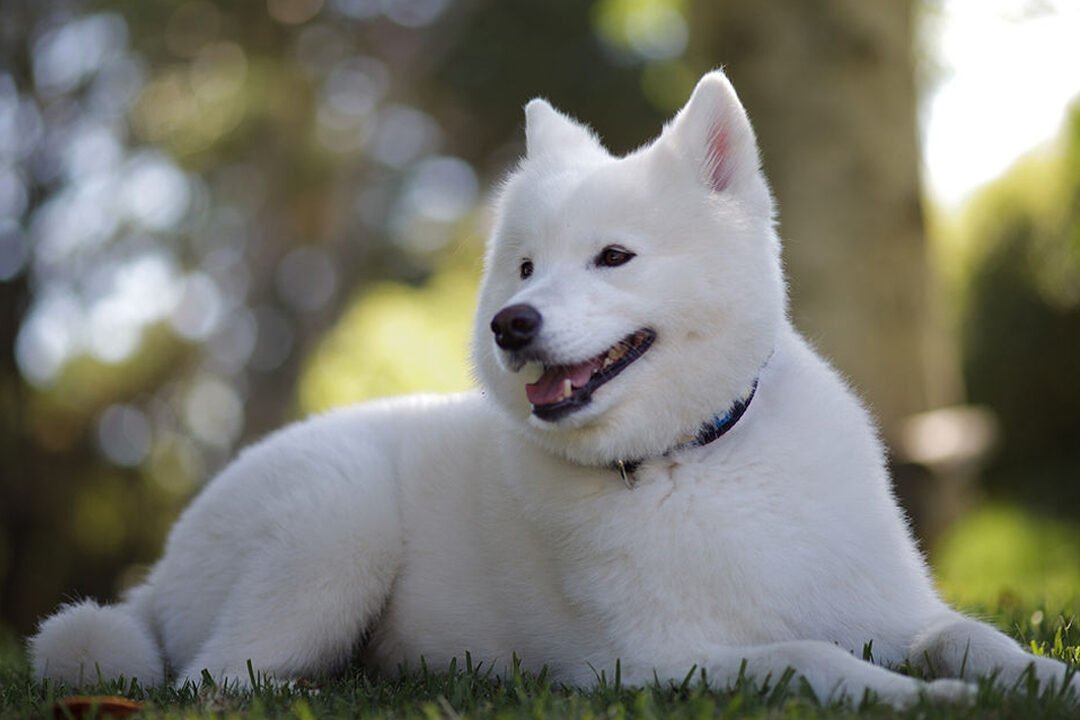 ¿Cuánto Tiempo Se Puede Dejar Solo A Un Samoyedo?