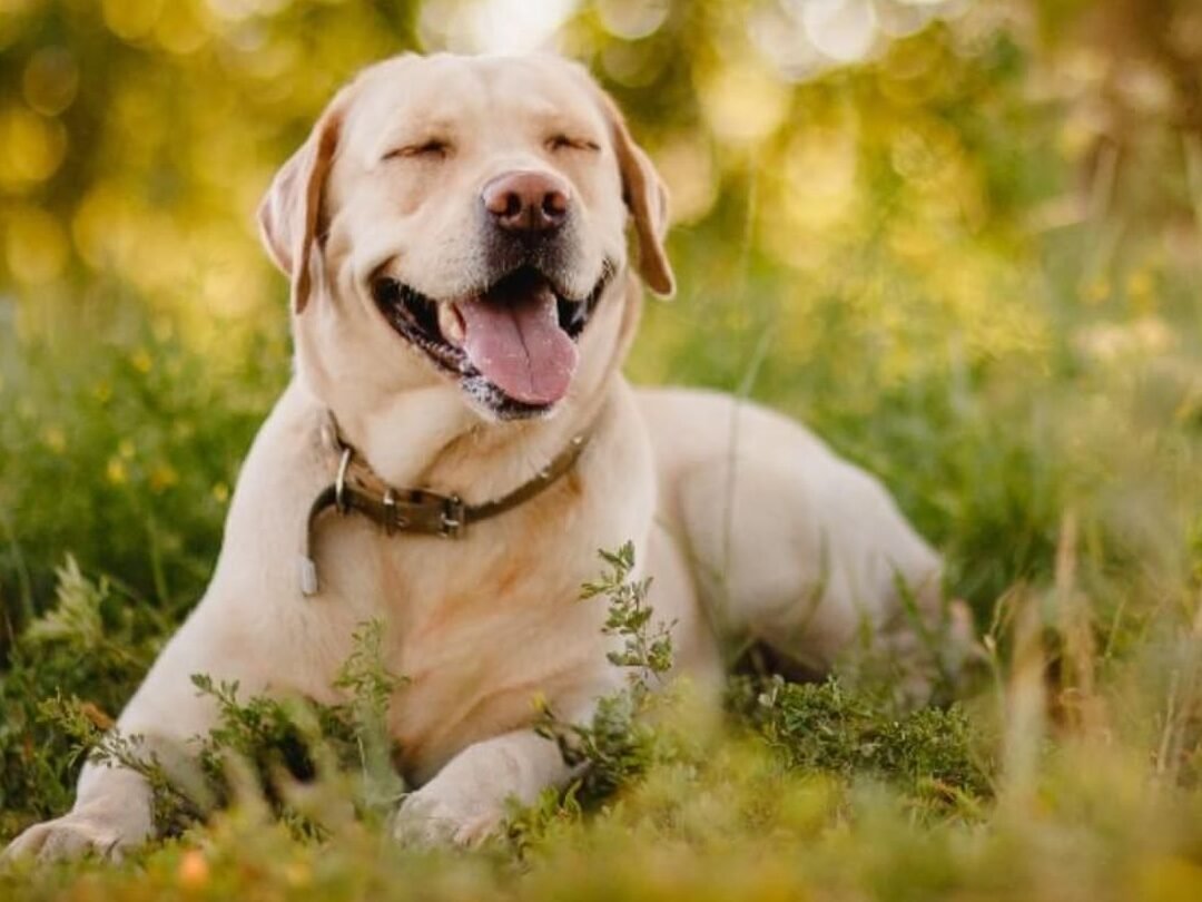 ¿Cuántos Años Vive Un Labrador Hembra?