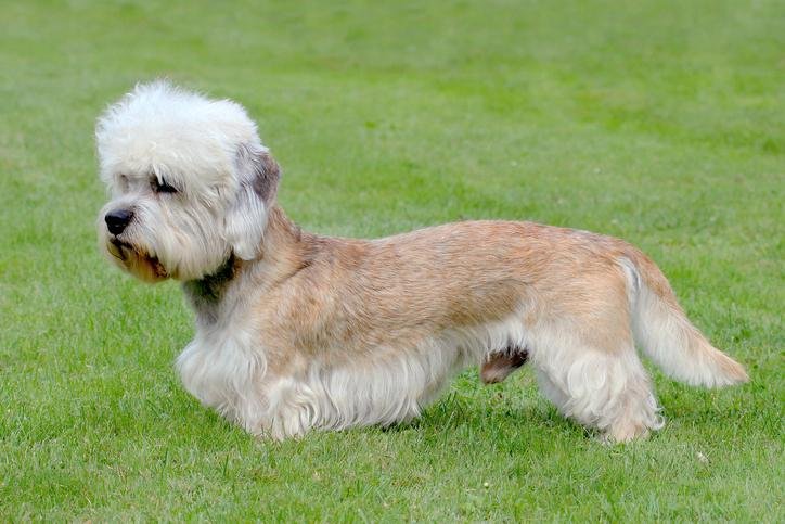 Dandie Dinmont Terrier: Raza, características y comportamiento