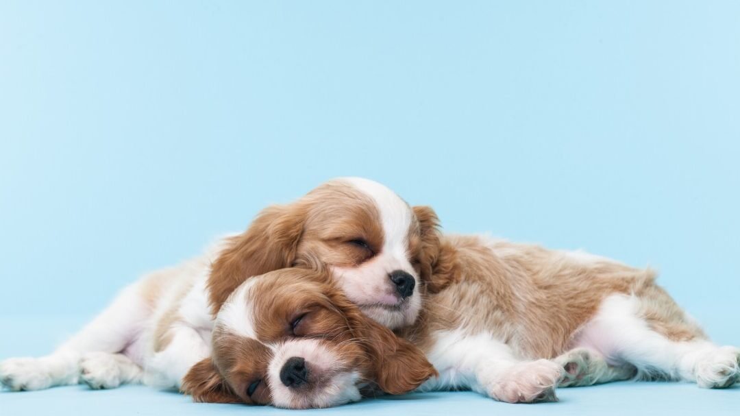 Descubre cuántas horas duerme un Cavachón: Guía completa para entender el descanso de tu mascota