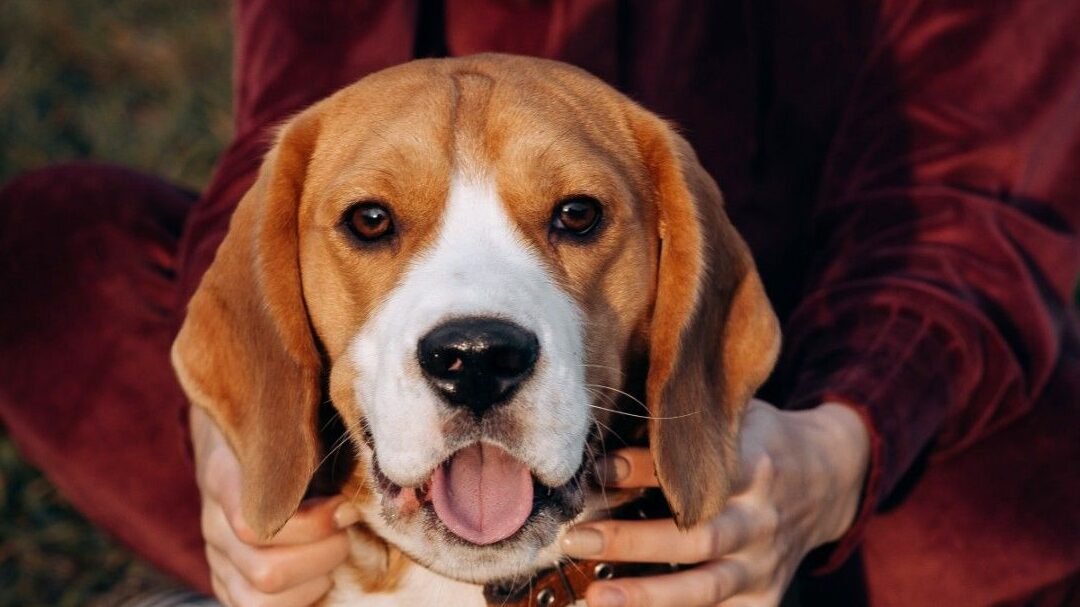 Descubre los Gustos Favoritos del Beagle: ¿Qué es lo que más le gusta a esta Encantadora Raza?