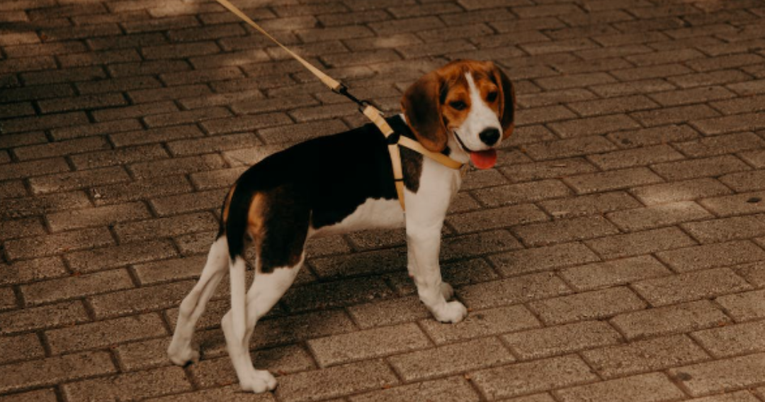 Descubre por qué los Beagles son excelentes mascotas para el hogar