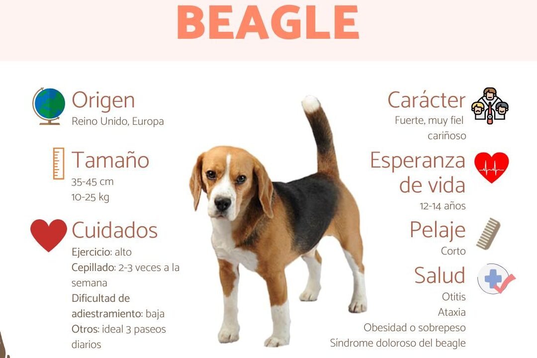 Descubre qué hace tan especiales a los Beagles: Características y curiosidades