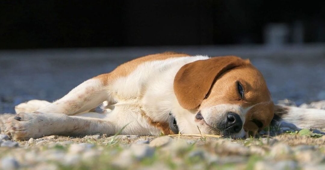 ¿Dónde Debe Dormir Un Perro Beagle?