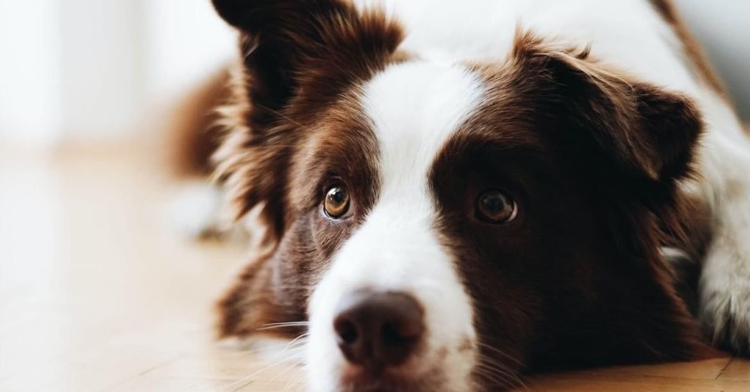 ¿Dónde Les Gusta Dormir A Los Border Collies?