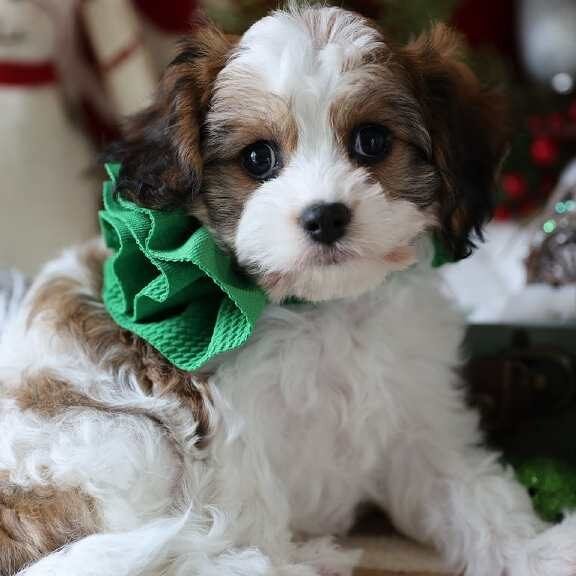 ¿Es el Cavachón una raza saludable? Descubre si este perrito es propenso a enfermedades