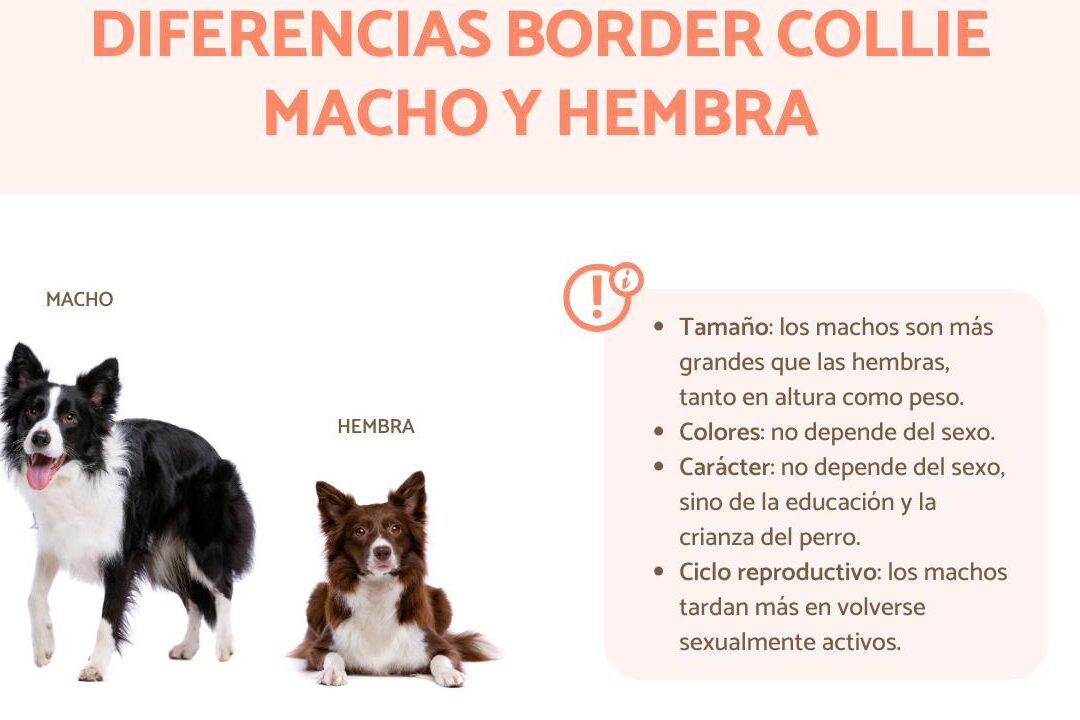 ¿Es Mejor Un Border Collie Macho O Hembra?