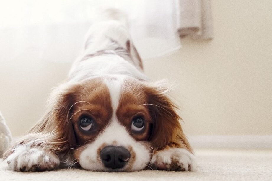 ¿Es seguro dejar solo a un Cavachón durante 7 horas? Descubre todo lo que necesitas saber