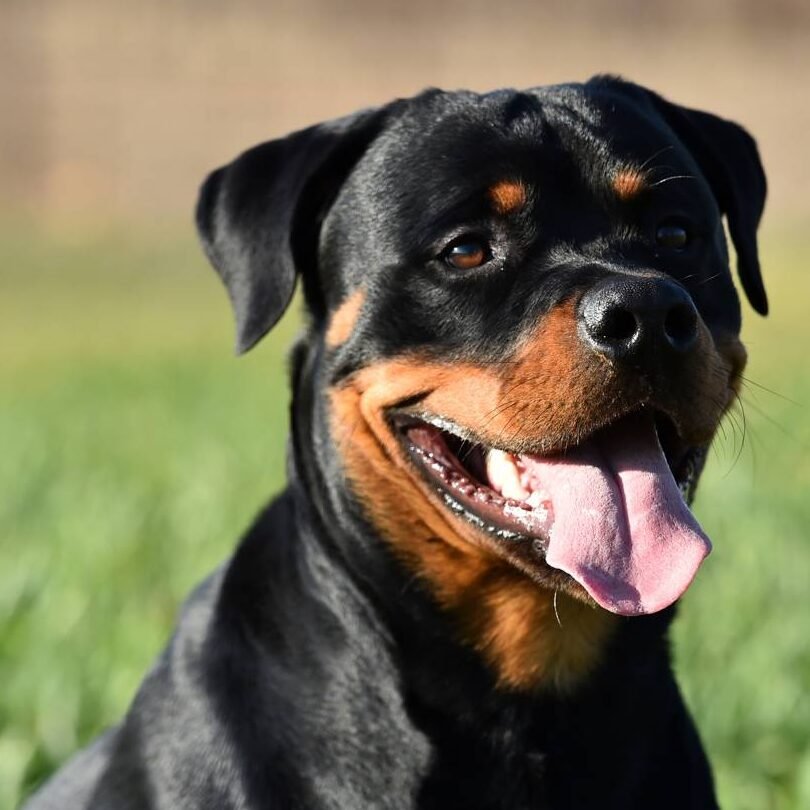 ¿Es Seguro Tener Un Rottweiler?