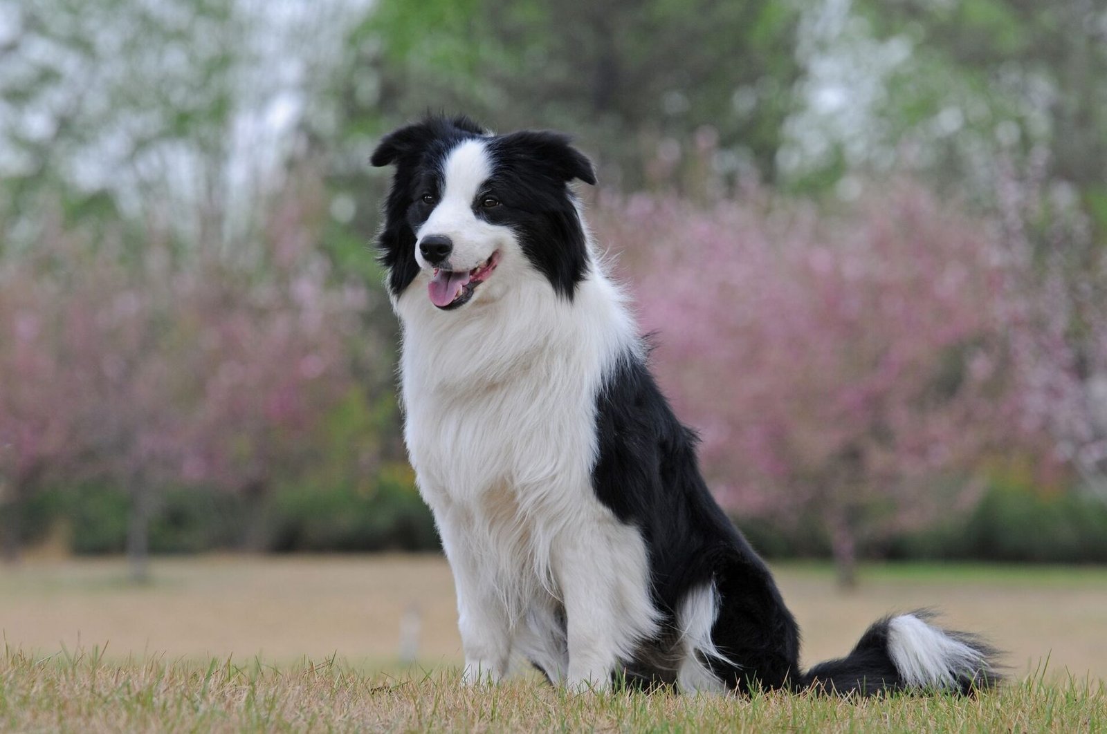 ¿Es Un Border Collie Una Buena Mascota?